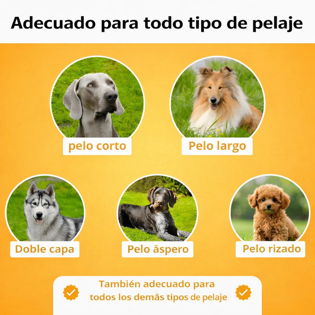 Encabezado