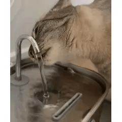 Te preocupa que tu gato no beba suficiente agua, afectando su salud.