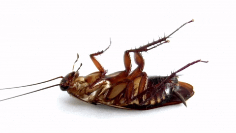 Las cucarachas invaden tu hogar, causándote estrés y preocupación.